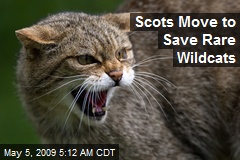 Scots Move to Save Rare Wildcats