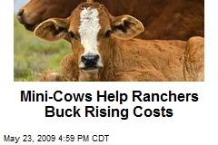 Mini-Cows Help Ranchers Buck Rising Costs