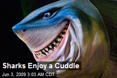 Sharks Enjoy a Cuddle