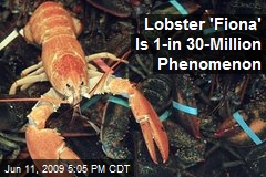 Lobster 'Fiona' Is 1-in 30-Million Phenomenon
