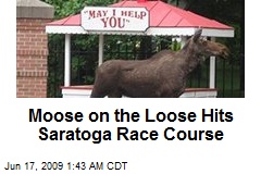 Moose on the Loose Hits Saratoga Race Course