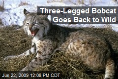 Three-Legged Bobcat Goes Back to Wild