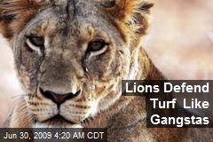 Lions Defend Turf Like Gangstas