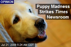 Puppy Madness Strikes Times Newsroom