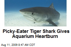 Picky-Eater Tiger Shark Gives Aquarium Heartburn