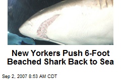 New Yorkers Push 6-Foot Beached Shark Back to Sea