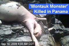 'Montauk Monster' Killed in Panama