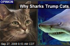 Why Sharks Trump Cats
