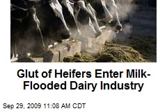 Glut of Heifers Enter Milk-Flooded Dairy Industry