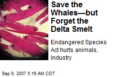 Save the Whales&mdash;but Forget the Delta Smelt