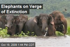 Elephants on Verge of Extinction