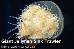 Giant Jellyfish Sink Trawler