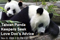 Taiwan Panda Keepers Seek Love Doc's Advice