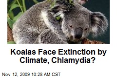 Koalas Face Extinction by Climate, Chlamydia?