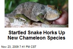 Startled Snake Horks Up New Chameleon Species