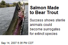 Salmon Made to Bear Trout