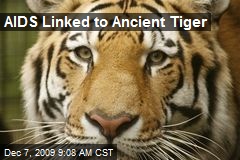 AIDS Linked to Ancient Tiger