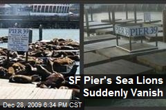 SF Pier's Sea Lions Suddenly Vanish