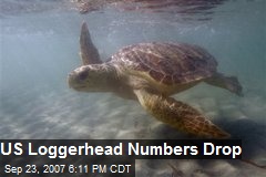 US Loggerhead Numbers Drop