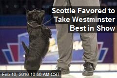 Scottie Favored to Take Westminster Best in Show