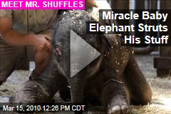 Miracle Baby Elephant Struts His Stuff