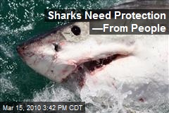 Sharks Need Protection &mdash;From People