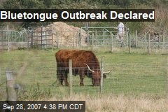 Bluetongue Outbreak Declared