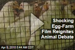 Shocking Egg-Farm Film Reignites Animal Debate