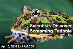 Scientists Discover Screaming Tadpole