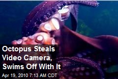 Octopus Steals Video Camera, Swims Off With It