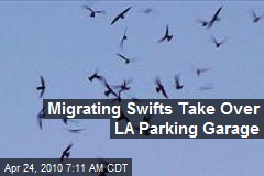 Migrating Swifts Take Over LA Parking Garage