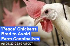 'Peace' Chickens Bred to Avoid Farm Cannibalism