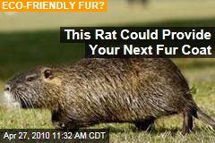 This Rat Could Provide Your Next Fur Coat