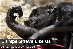 Chimps Grieve Like Us