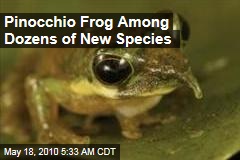 Pinocchio Frog Among Dozens of New Species