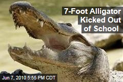 7-Foot Alligator Kicked Out of School