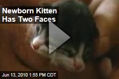 Newborn Kitten Has Two Faces