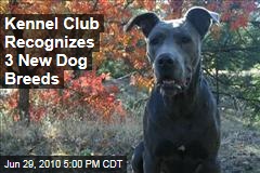 Kennel Club Recognizes 3 New Dog Breeds