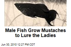 Male Fish Grow Mustaches to Lure the Ladies
