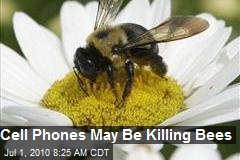Cell Phones May Be Killing Bees