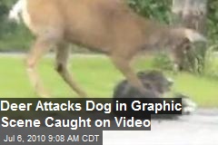 Deer Attack Dog in Graphic Scene caught on Video