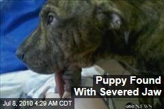 Puppy Found With Severed Jaw