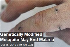 Genetically Modified Mosquito May End Malaria