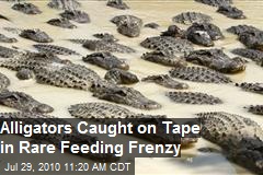 Alligators Caught On Tape in Feeding Frenzy -Video