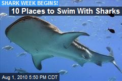 10 Places to Swim With Sharks