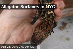 Alligator Surfaces In NYC