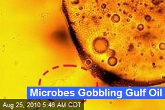 Microbes Gobbling Gulf Oil