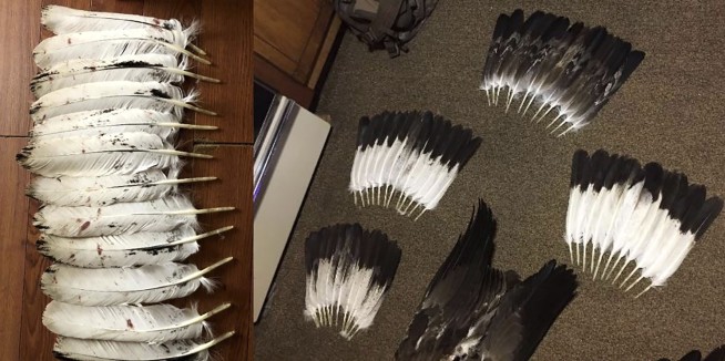 Man pleads guilty in eagle ‘killing spree’ on reservation to sell feathers on black market