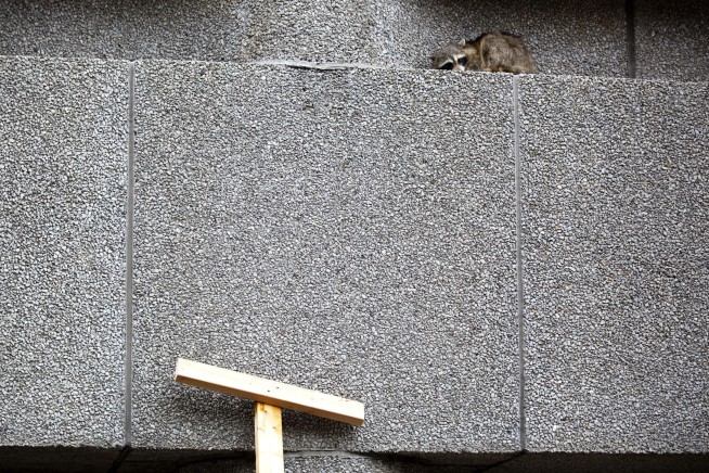 Raccoon scales St. Paul office tower, captivating public