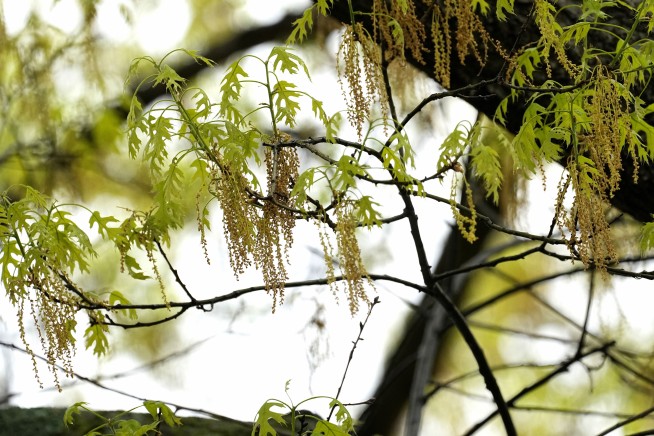 Spring allergies are back. Here's how to check pollen levels and keep from sneezing